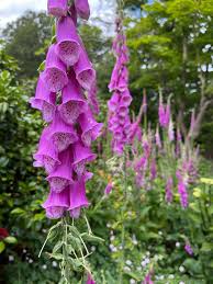 High Quality Foxglove Seeds for Vibrant Gardens