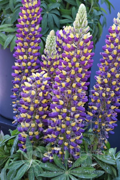 Lupine Wildflower Seeds yellow & purple