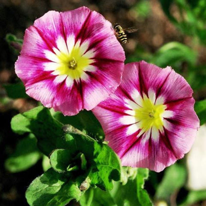 Dwarf Morning Glory Red Ensign Flower Seeds