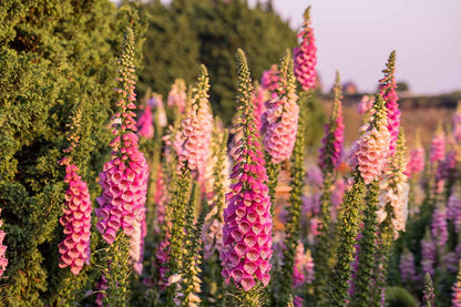 High Quality Foxglove Seeds for Vibrant Gardens
