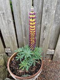 Lupine Wildflower Seeds yellow & purple