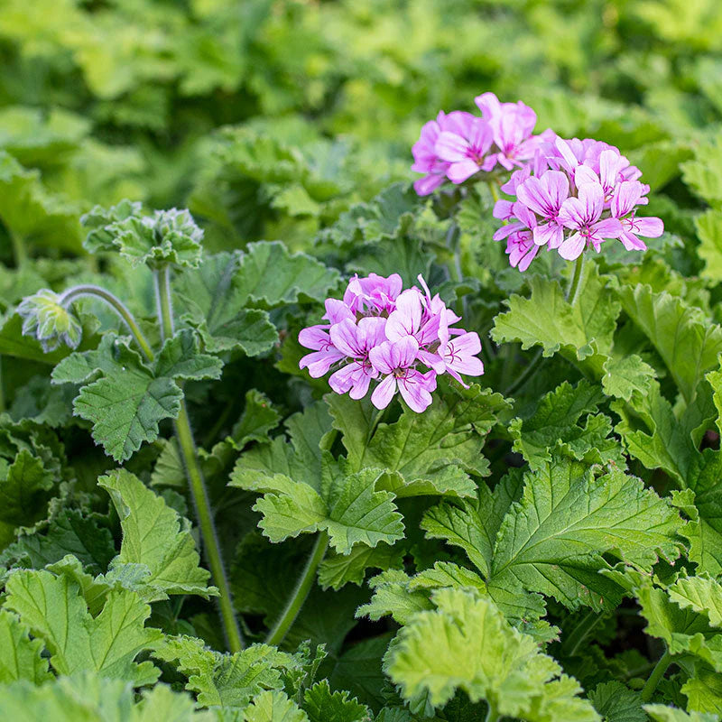 Pink Scented Geranium Flower seeds for Planting - Cottage Garden Essential, Heirloom & GMO Free Seeds for Home Garden