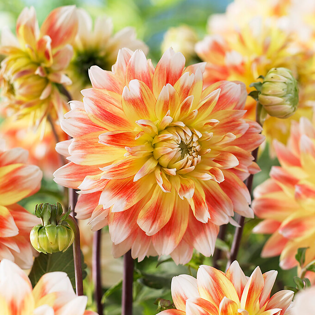 dinnerplate dahlia seeds Dinnerplate Dahlia Flower Seeds for Planting – Heirloom, Non-GMO, Easy – Pure Asia Seeds