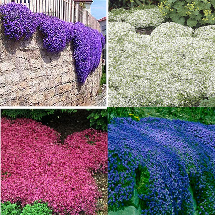 Rainbow Creeping Thyme Herb Seeds