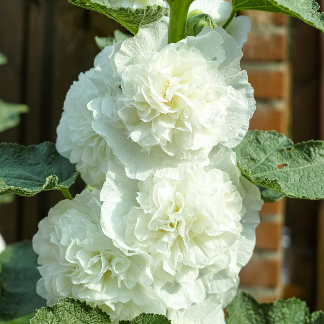 Double White Hollyhock Flower Seeds