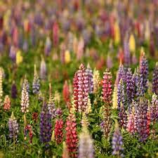 Lupine Wildflower Seeds mix