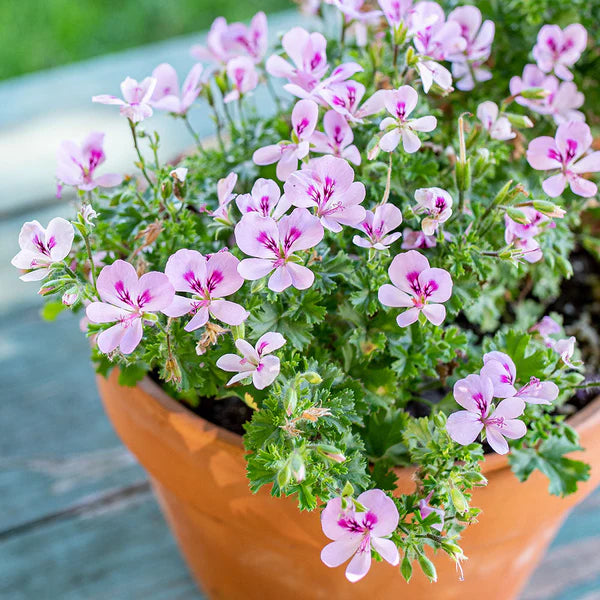 Pink Scented Geranium Flower seeds for Planting - Cottage Garden Essential, Heirloom & GMO Free Seeds for Home Garden