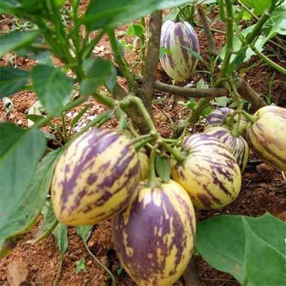 White Purple Pepino Melon Fruit Seeds for Sweet Harvest Planting