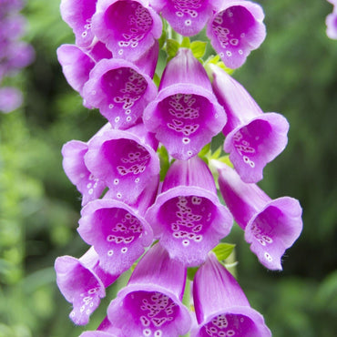Premium Foxglove Seeds