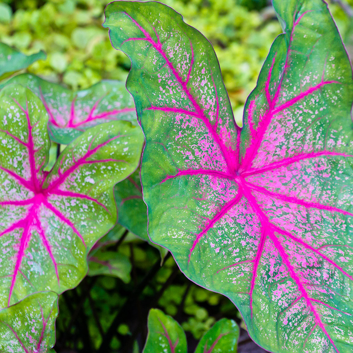 Caladium Bicolor Seeds