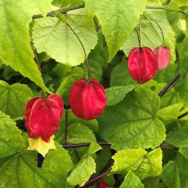 Trailing Abutilon Flower Seeds