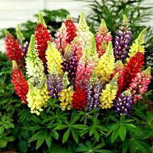 Lupine Wildflower Seeds mix
