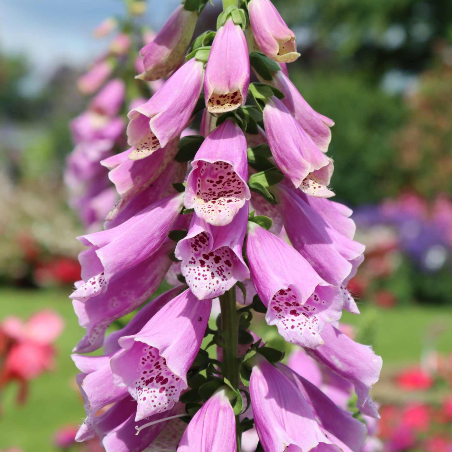 Premium Foxglove Seeds