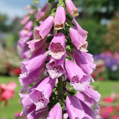 Premium Foxglove Seeds