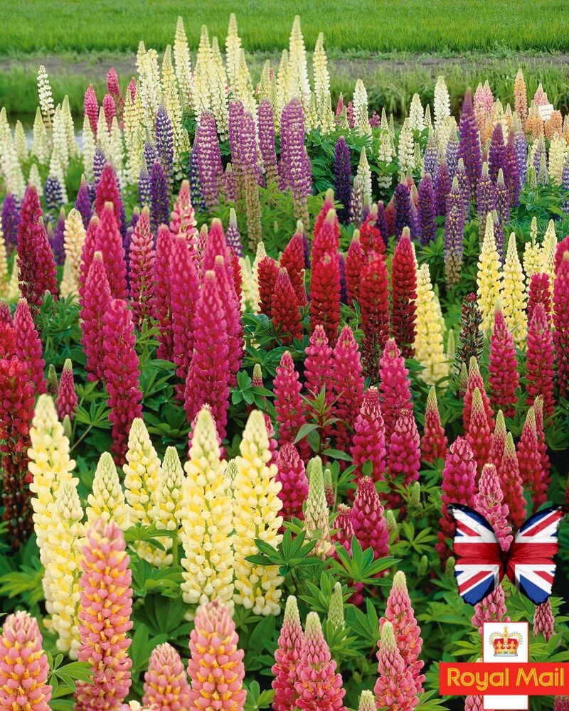 Lupine Wildflower Seeds mix
