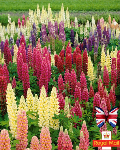 Lupine Wildflower Seeds mix
