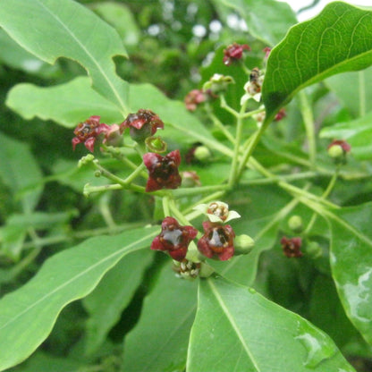 Semi di arbusto di Santalum Album