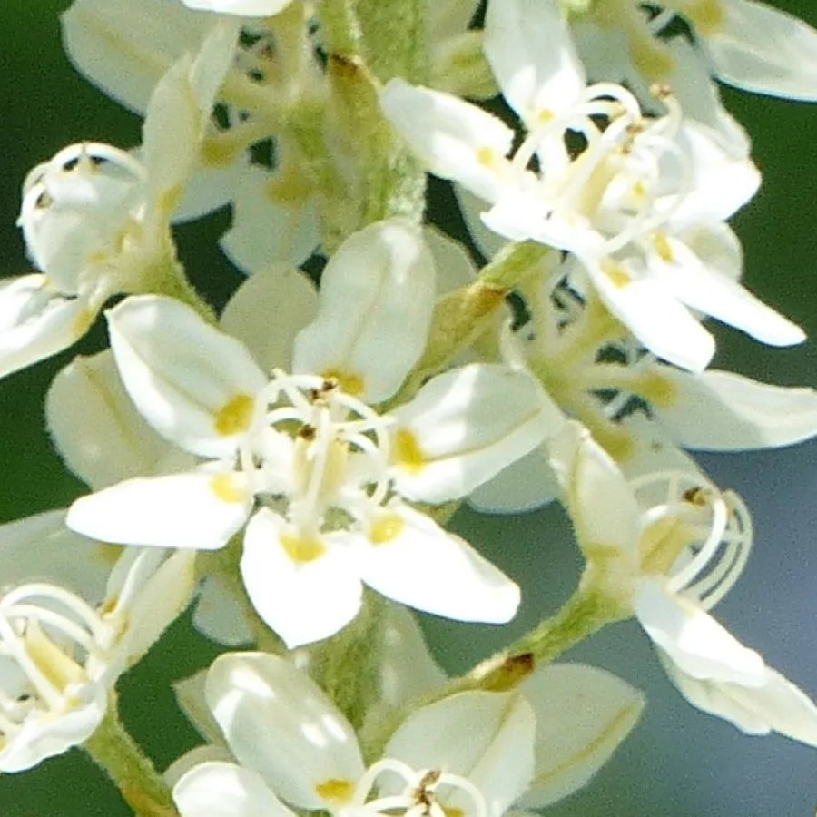 Virginia Bunchflower Seeds