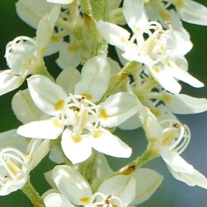 Virginia Bunchflower Seeds