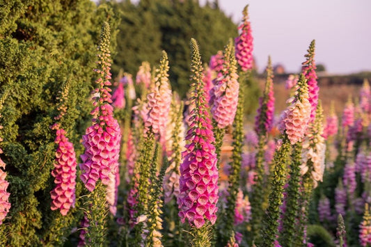 Foxglove Seeds for Cottage Gardens