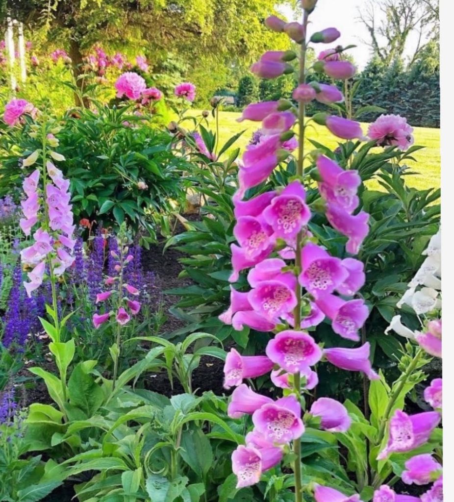 Foxglove Seeds for Cottage Gardens