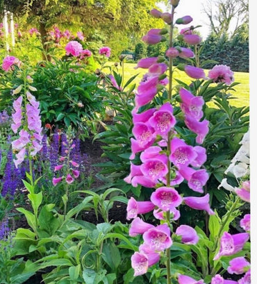 Foxglove Seeds for Cottage Gardens