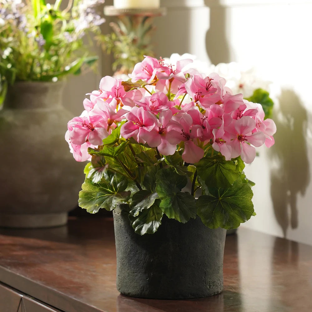 Light Pink Begonia Flower seeds for Planting - Easy to Grow, Heirloom & GMO Free Seeds for Home Garden