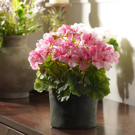 Light Pink Begonia Flower seeds for Planting - Easy to Grow, Heirloom & GMO Free Seeds for Home Garden