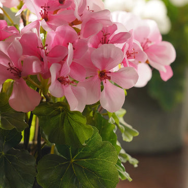 Light Pink Begonia Flower seeds for Planting - Easy to Grow, Heirloom & GMO Free Seeds for Home Garden