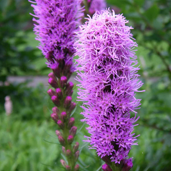 Blazing Star Flower Seeds (Liatris Spicata)