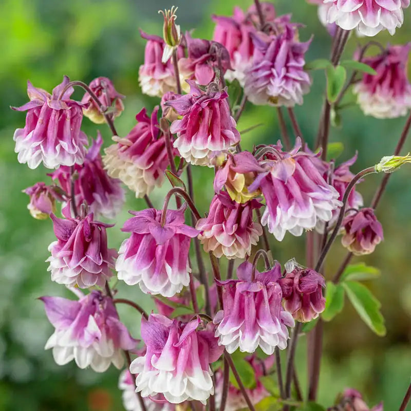 Pink Petticoat Columbine Flower Seeds