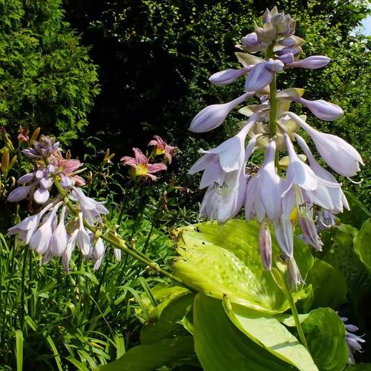 Hosta Sieboldiana 'Elegans' Flower Seeds