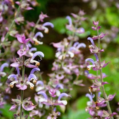 Clary Sage Flower Seeds