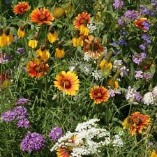 Deer Proof Wildflower Seeds