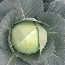 Semi di cavolo per giardino domestico