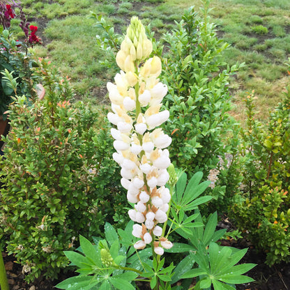 Lupine Wildflower Seeds white