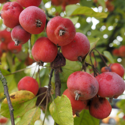 Crab Apple Fruit Seeds