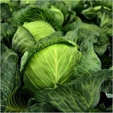 Semi di cavolo per giardino domestico