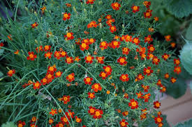 Marigold Seeds for Planting