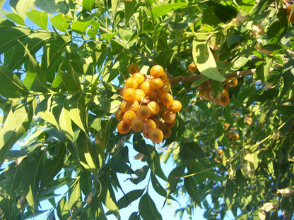 Sapindus Mukorossi (Soapberry) Plant Seeds for Planting – Heirloom, Non-GMO, Medicinal, Perennial