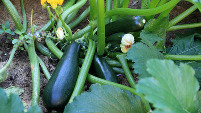 Graines de courgette Black Beauty