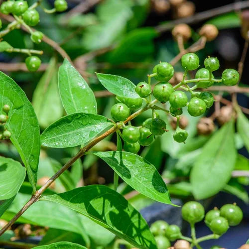 Henna Herb Seeds