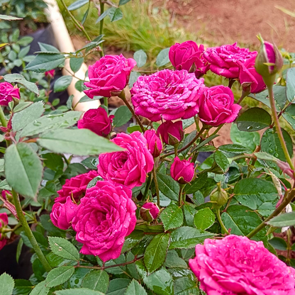 Rosensamen zum Pflanzen in Rosa und Rot