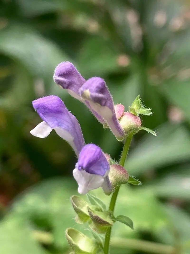 Purple Scutellaria Flower seeds for Planting - Cottage Garden Essential, Heirloom & GMO Free Seeds for Home Garden
