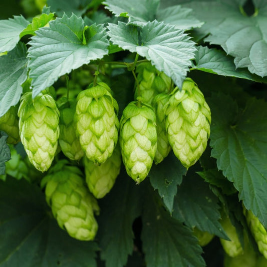 Humulus Lupulus Flower Seeds