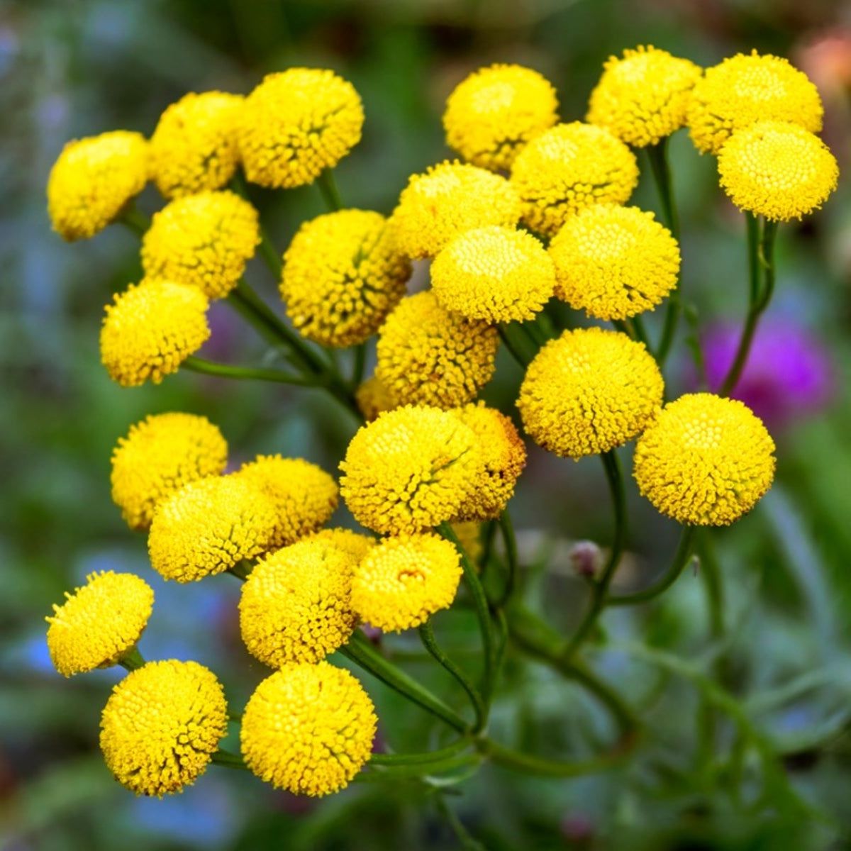 Heirloom Tansy Flower seeds for Planting Bright Blooms Heirloom & GMO Free Seeds for Home Garden