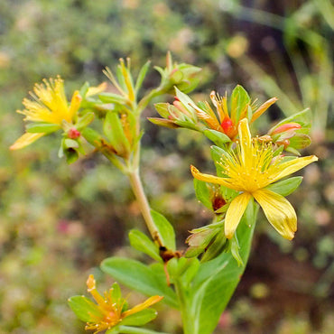 Hairy St John's Wort Flower Seeds