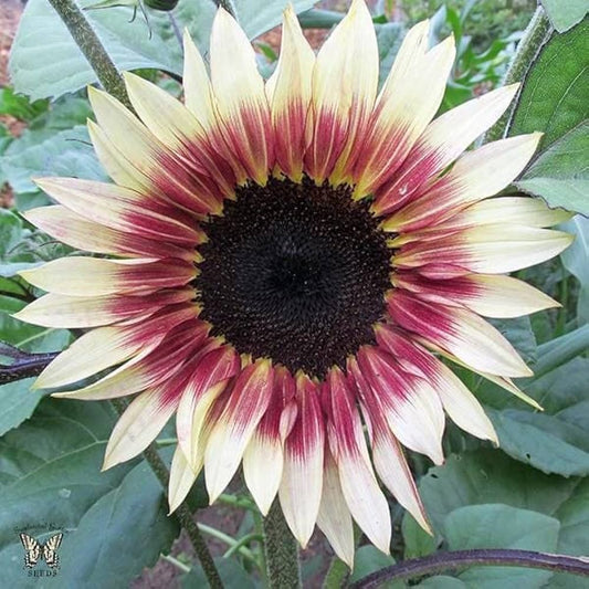 Sunflower Seeds for Planting creme and pink