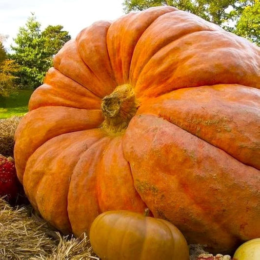 Giant Pumpkin Seeds for Planting – Non-GMO
