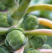 Rosenkohl Samen - Gemüsegartensamen